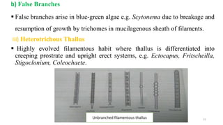 b) False Branches
 False branches arise in blue-green algae e.g. Scytonema due to breakage and
resumption of growth by trichomes in mucilagenous sheath of filaments.
iii) Heterotrichous Thallus
 Highly evolved filamentous habit where thallus is differentiated into
creeping prostrate and upright erect systems, e.g. Ectocapus, Fritscheilla,
Stigoclonium, Coleochaete.
Unbranched filamentous thallus 21
 