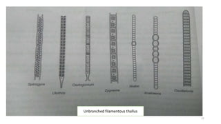 Unbranched filamentous thallus
22
 