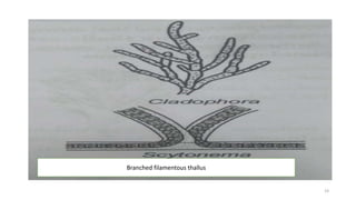Branched filamentous thallus
23
 