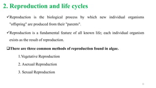 2. Reproduction and life cycles
Reproduction is the biological process by which new individual organisms
"offspring" are produced from their "parents".
Reproduction is a fundamental feature of all known life; each individual organism
exists as the result of reproduction.
There are three common methods of reproduction found in algae.
1.Vegetative Reproduction
2. Asexual Reproduction
3. Sexual Reproduction
26
 