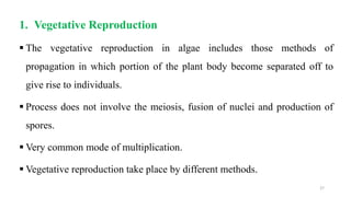 1. Vegetative Reproduction
 The vegetative reproduction in algae includes those methods of
propagation in which portion of the plant body become separated off to
give rise to individuals.
 Process does not involve the meiosis, fusion of nuclei and production of
spores.
 Very common mode of multiplication.
 Vegetative reproduction take place by different methods.
27
 