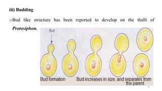 iii) Budding
oBud like structure has been reported to develop on the thalli of
Protosiphon.
30
 