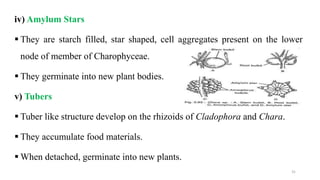 iv) Amylum Stars
 They are starch filled, star shaped, cell aggregates present on the lower
node of member of Charophyceae.
 They germinate into new plant bodies.
v) Tubers
 Tuber like structure develop on the rhizoids of Cladophora and Chara.
 They accumulate food materials.
 When detached, germinate into new plants.
31
 