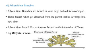 vi) Adventitious Branches
• Adventitious Branches are formed in some large thalloid forms of algae.
• These branch when get detached from the parent thallus develops into
new plant .
• Adventitious branch like protonema formed on the internodes of Chara
• E.g Dictyota , Fucus .
32
 