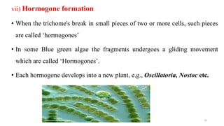 vii) Hormogone formation
• When the trichome's break in small pieces of two or more cells, such pieces
are called ‘hormogones’
• In some Blue green algae the fragments undergoes a gliding movement
which are called ‘Hormogones’.
• Each hormogone develops into a new plant, e.g., Oscillatoria, Nostoc etc.
33
 