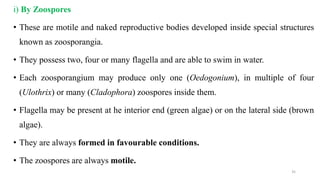 i) By Zoospores
• These are motile and naked reproductive bodies developed inside special structures
known as zoosporangia.
• They possess two, four or many flagella and are able to swim in water.
• Each zoosporangium may produce only one (Oedogonium), in multiple of four
(Ulothrix) or many (Cladophora) zoospores inside them.
• Flagella may be present at he interior end (green algae) or on the lateral side (brown
algae).
• They are always formed in favourable conditions.
• The zoospores are always motile.
35
 