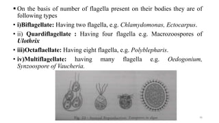  On the basis of number of flagella present on their bodies they are of
following types
• i)Biflagellate: Having two flagella, e.g. Chlamydomonas, Ectocarpus.
• ii) Quardiflagellate : Having four flagella e.g. Macrozoospores of
Ulothrix
• iii)Octaflaellate: Having eight flagella, e.g. Polyblepharis.
• iv)Multiflagellate: having many flagella e.g. Oedogonium,
Synzoospore of Vaucheria.
36
 