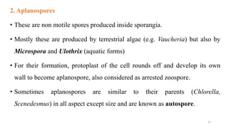 2. Aplanospores
• These are non motile spores produced inside sporangia.
• Mostly these are produced by terrestrial algae (e.g. Vaucheria) but also by
Microspora and Ulothrix (aquatic forms)
• For their formation, protoplast of the cell rounds off and develop its own
wall to become aplanospore, also considered as arrested zoospore.
• Sometimes aplanospores are similar to their parents (Chlorella,
Scenedesmus) in all aspect except size and are known as autospore.
37
 