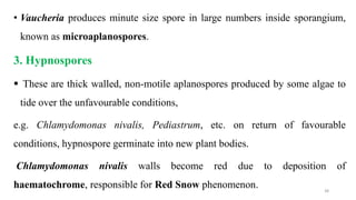 • Vaucheria produces minute size spore in large numbers inside sporangium,
known as microaplanospores.
3. Hypnospores
 These are thick walled, non-motile aplanospores produced by some algae to
tide over the unfavourable conditions,
e.g. Chlamydomonas nivalis, Pediastrum, etc. on return of favourable
conditions, hypnospore germinate into new plant bodies.
Chlamydomonas nivalis walls become red due to deposition of
haematochrome, responsible for Red Snow phenomenon. 38
 