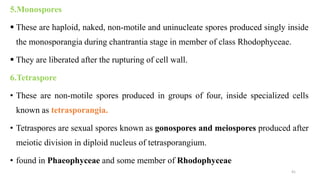 5.Monospores
 These are haploid, naked, non-motile and uninucleate spores produced singly inside
the monosporangia during chantrantia stage in member of class Rhodophyceae.
 They are liberated after the rupturing of cell wall.
6.Tetraspore
• These are non-motile spores produced in groups of four, inside specialized cells
known as tetrasporangia.
• Tetraspores are sexual spores known as gonospores and meiospores produced after
meiotic division in diploid nucleus of tetrasporangium.
• found in Phaeophyceae and some member of Rhodophyceae
41
 