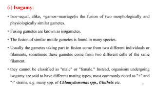 (i) Isogamy:
• Isos=equal, alike, +gamos=marriage)is the fusion of two morphologically and
physiologically similar gametes.
• Fusing gametes are known as isogametes.
• The fusion of similar motile gametes is found in many species.
• Usually the gametes taking part in fusion come from two different individuals or
filaments, sometimes these gametes come from two different cells of the same
filament.
• they cannot be classified as "male" or "female." Instead, organisms undergoing
isogamy are said to have different mating types, most commonly noted as "+" and
"-" strains, e.g. many spp. of Chlamydomonas spp., Ulothrix etc. 47
 