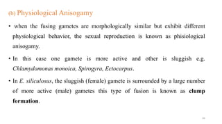 (b) Physiological Anisogamy
• when the fusing gametes are morphologically similar but exhibit different
physiological behavior, the sexual reproduction is known as phisiological
anisogamy.
• In this case one gamete is more active and other is sluggish e.g.
Chlamydomonas monoica, Spirogyra, Ectocarpus.
• In E. siliculosus, the sluggish (female) gamete is surrounded by a large number
of more active (male) gametes this type of fusion is known as clump
formation.
49
 