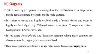 iii) Oogamy
 (Gr. Oion= egg + gamos = marriage) is the fertilization of a large, non-
motile female gamete by small, motile male gamete.
 It is most advanced and highly evolved mode of sexual fusion and occur in
highly evolved algae, e.g. Chlamydomonas coccifera, C. ooganum, Volvox,
Oedogonium, Chara, Fucus etc.
 In red algae Polysiphonia and Batrachospermum where male gametes are
also non- motile, oogamy is more specialized.
 Here male gametes are known as spermatia and female as carpogonia.
50
 