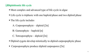Diplobiontic life cycle
 Most complex and advanced type of life cycle in algae
 Life cycle is triphasic with one haploid phase and two diploid phase
 The life cycle includes
A. Carposporophyte – diploid [2n]
B. Gameophyte – haploid [n]
C. Tetresporophyte – diploid [2n]
 Diploid zygote develop mitotically to diploid carpospophytic phase
 Carposporophyte produce diploid carpospores [2n]
64
 