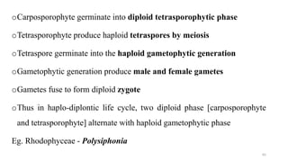 oCarposporophyte germinate into diploid tetrasporophytic phase
oTetrasporophyte produce haploid tetraspores by meiosis
oTetraspore germinate into the haploid gametophytic generation
oGametophytic generation produce male and female gametes
oGametes fuse to form diploid zygote
oThus in haplo-diplontic life cycle, two diploid phase [carposporophyte
and tetrasporophyte] alternate with haploid gametophytic phase
Eg. Rhodophyceae - Polysiphonia
65
 