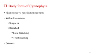  Body form of Cyanophyta
• Filamentous vs. non-filamentous types
• Within filamentous:
oSimple or
oBranched
False branching
True branching
• Colonies
77
 