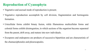 Reproduction of Cyanophyta
• Vegetative and asexual mode of reproduction is present.
• Vegetative reproduction accomplish by cell division, fragmentation and hormogonia
formation.
• Unicellular forms exhibit binary fusion, while filamentous multicellular forms and
colonial forms exhibit disintegration, in which sections of the organism become separated
from the parent, drift away, and mature into new individuals.
• Exospores and endospores are products of successive bipartition and are characteristic of
the chamaesiphonales and pleurocapsales.
78
 