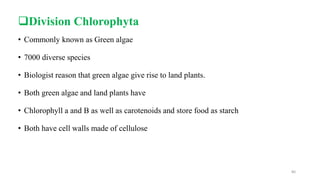 Division Chlorophyta
• Commonly known as Green algae
• 7000 diverse species
• Biologist reason that green algae give rise to land plants.
• Both green algae and land plants have
• Chlorophyll a and B as well as carotenoids and store food as starch
• Both have cell walls made of cellulose
80
 