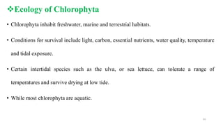 Ecology of Chlorophyta
• Chlorophyta inhabit freshwater, marine and terrestrial habitats.
• Conditions for survival include light, carbon, essential nutrients, water quality, temperature
and tidal exposure.
• Certain intertidal species such as the ulva, or sea lettuce, can tolerate a range of
temperatures and survive drying at low tide.
• While most chlorophyta are aquatic.
82
 