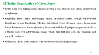 Thallus Organization of Green Algae
• Green algae are a heterogeneous group exhibiting a wide range in their thallus structure and
morphology.
• Beginning from simple microscopic motile unicellular forms through multicellular
flagellated or non flagellated colonies, Palmelloid forms, dendroid forms, filamentous
forms, heterotrichous forms, siphonous forms and well developed parenchymatous thalli to
a thallus with well differentiated tissues which bear leaf and stem like structures and
resemble land plants.
• Unicellular thallus is the simplest type of construction within green algae.
83
 