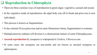  Reproduction in Chlorophyta
• There are three common ways of reproduction in green algae: vegetative, asexual and sexual.
• In the vegetative mode of reproduction, the algal body cuts off or break and gives rise to new
individuals.
• This process is known as fragmentation.
• In the colonial Dictyosphaerium and in some filamentous forms, fragmentation is common.
• Multiplication by ordinary cell division is a characteristic feature of some Chlorophyceans.
• Asexual reproduction by zoospores is widespread in Ulothrix, Chlorococcum.
• In some cases, the zoospores are non-motile and are known as arrested zoospores or
aplanospores.
84
 