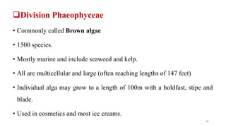 Division Phaeophyceae
• Commonly called Brown algae
• 1500 species.
• Mostly marine and include seaweed and kelp.
• All are multicellular and large (often reaching lengths of 147 feet)
• Individual alga may grow to a length of 100m with a holdfast, stipe and
blade.
• Used in cosmetics and most ice creams.
86
 