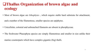 Thallus Organization of brown algae and
ecology
• Most of brown algae are lithophytes , which require stable hard substrata for attachment,
and a number of the filamentous, smaller species are epiphytes.
• Unicellular, colonial and unbranched filaments are absent in pheophyceae.
• The freshwater Phaeophyta species are simply filamentous and smaller in size unlike their
marine counterparts which have complex gigantic (big) thalli.
87
 