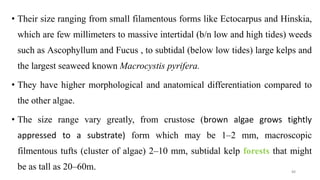 • Their size ranging from small filamentous forms like Ectocarpus and Hinskia,
which are few millimeters to massive intertidal (b/n low and high tides) weeds
such as Ascophyllum and Fucus , to subtidal (below low tides) large kelps and
the largest seaweed known Macrocystis pyrifera.
• They have higher morphological and anatomical differentiation compared to
the other algae.
• The size range vary greatly, from crustose (brown algae grows tightly
appressed to a substrate) form which may be 1–2 mm, macroscopic
filmentous tufts (cluster of algae) 2–10 mm, subtidal kelp forests that might
be as tall as 20–60m. 88
 