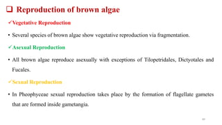  Reproduction of brown algae
Vegetative Reproduction
• Several species of brown algae show vegetative reproduction via fragmentation.
Asexual Reproduction
• All brown algae reproduce asexually with exceptions of Tilopetridales, Dictyotales and
Fucales.
Sexual Reproduction
• In Pheophyceae sexual reproduction takes place by the formation of flagellate gametes
that are formed inside gametangia.
89
 