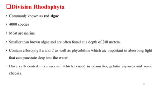 Division Rhodophyta
• Commonly known as red algae
• 4000 species
• Most are marine
• Smaller than brown algae and are often found at a depth of 200 meters.
• Contain chlorophyll a and C as well as phycobilins which are important in absorbing light
that can penetrate deep into the water.
• Have cells coated in carageenan which is used in cosmetics, gelatin capsules and some
cheeses.
90
 