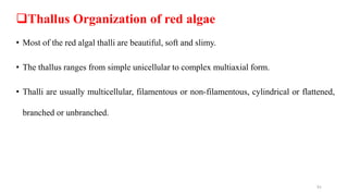 Thallus Organization of red algae
• Most of the red algal thalli are beautiful, soft and slimy.
• The thallus ranges from simple unicellular to complex multiaxial form.
• Thalli are usually multicellular, filamentous or non-filamentous, cylindrical or flattened,
branched or unbranched.
91
 