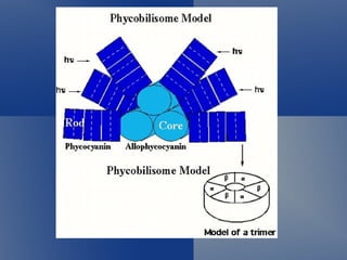 Phycobilisomes and their constituents