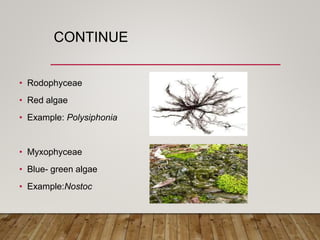 CONTINUE
• Rodophyceae
• Red algae
• Example: Polysiphonia
• Myxophyceae
• Blue- green algae
• Example:Nostoc
 