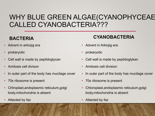 WHY BLUE GREEN ALGAE(CYANOPHYCEAE
CALLED CYANOBACTERIA???
BACTERIA
• Advent in arkiojig era
• prokaryotic
• Cell wall is m...