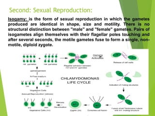 Isogamous Phycology algae ... presentation | PPT