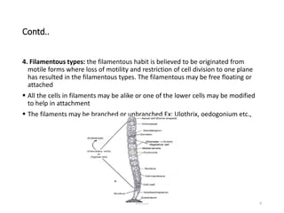 Phycology of algae | PPTX