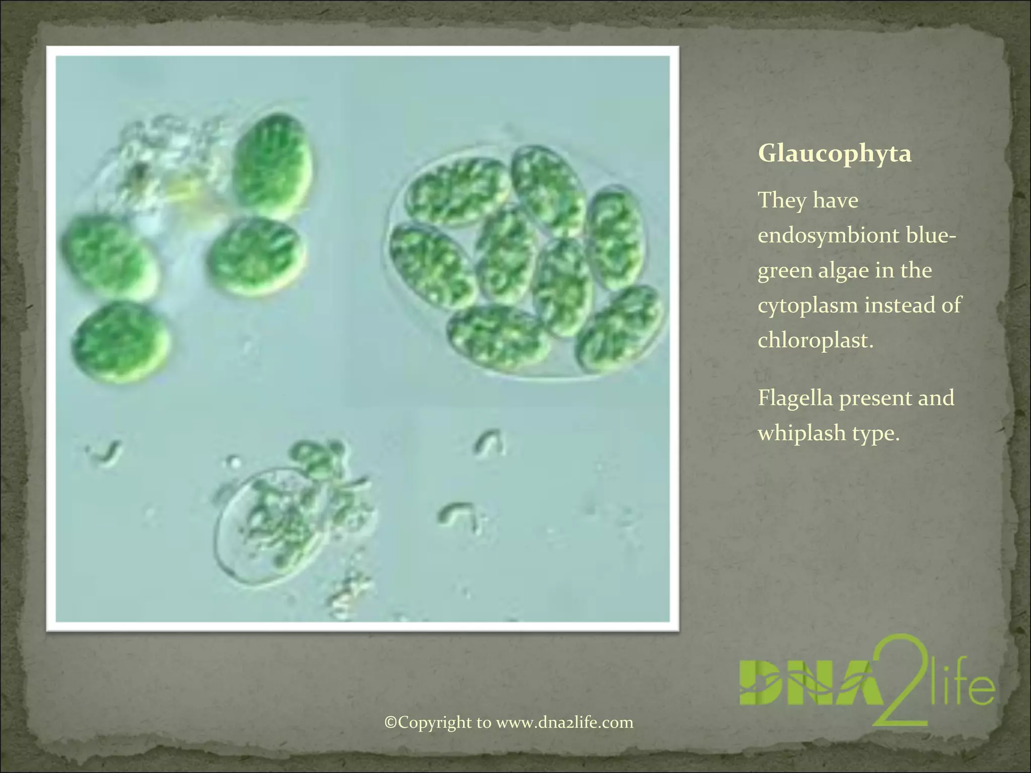 Glaucophyta
They have
endosymbiont blue-
green algae in the
cytoplasm instead of
chloroplast.
Flagella present and
whiplash type.
©Copyright to www.dna2life.com
 