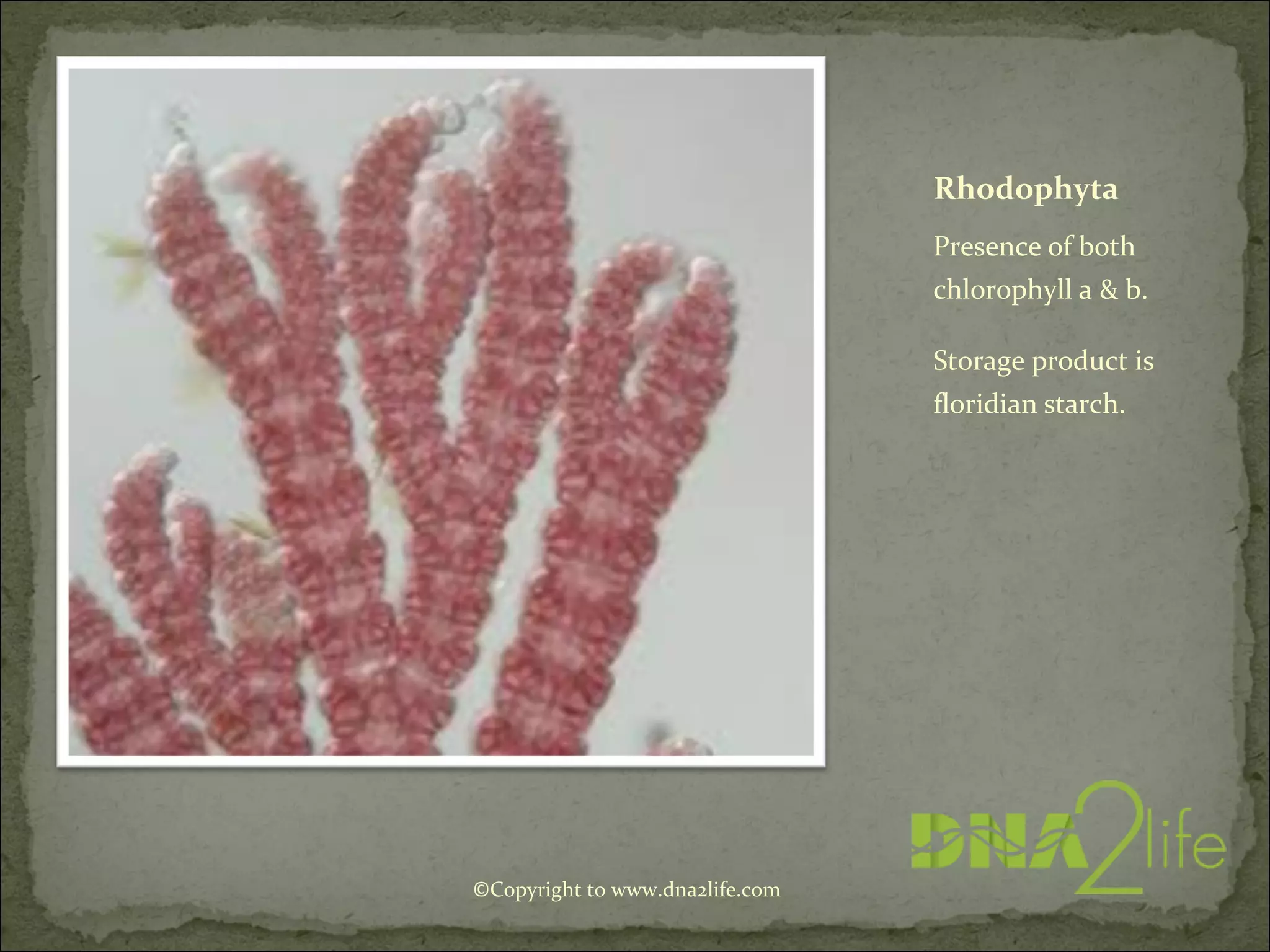 Rhodophyta
Presence of both
chlorophyll a & b.
Storage product is
floridian starch.
©Copyright to www.dna2life.com
 
