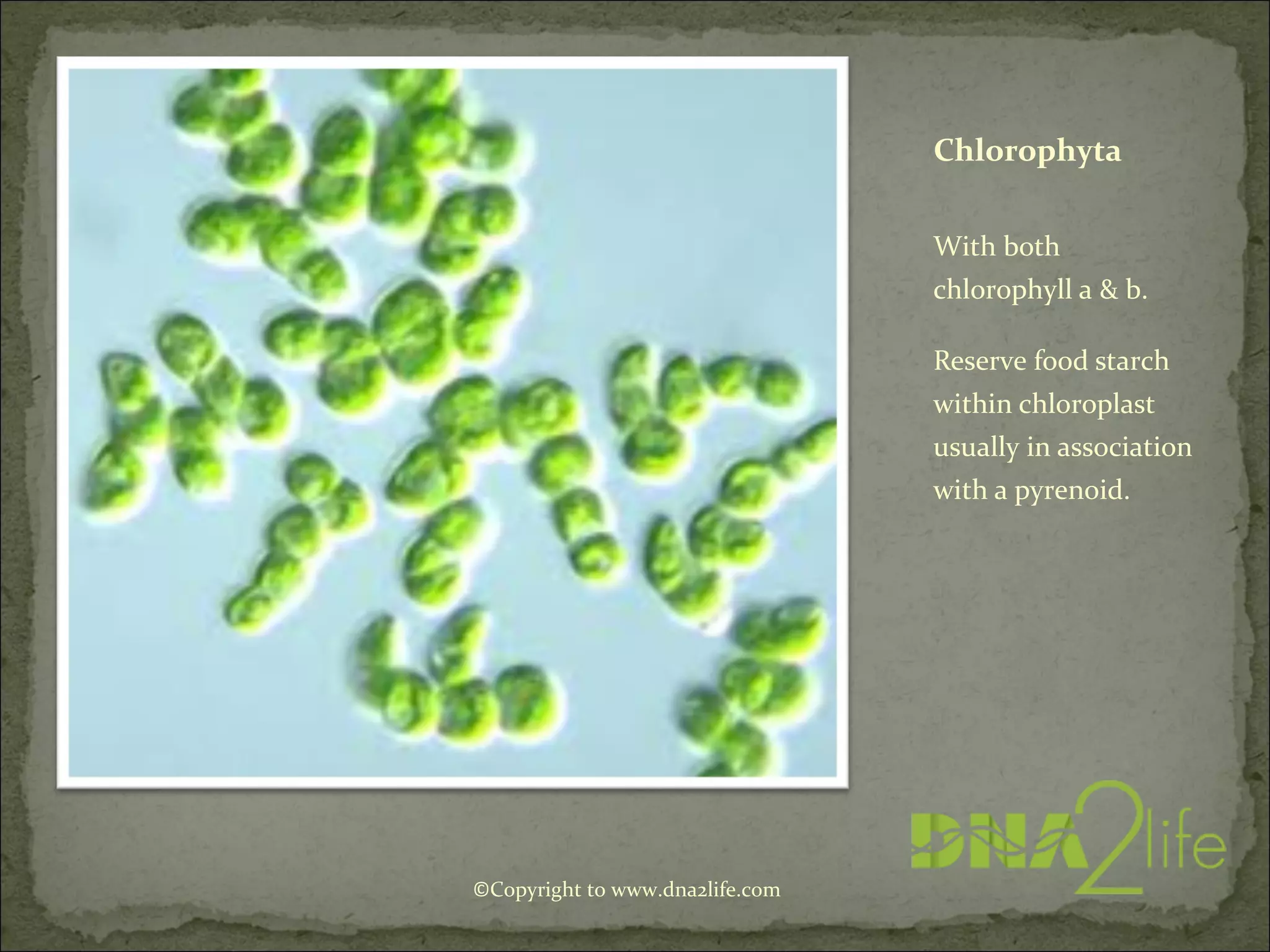 Chlorophyta
With both
chlorophyll a & b.
Reserve food starch
within chloroplast
usually in association
with a pyrenoid.
©Copyright to www.dna2life.com
 