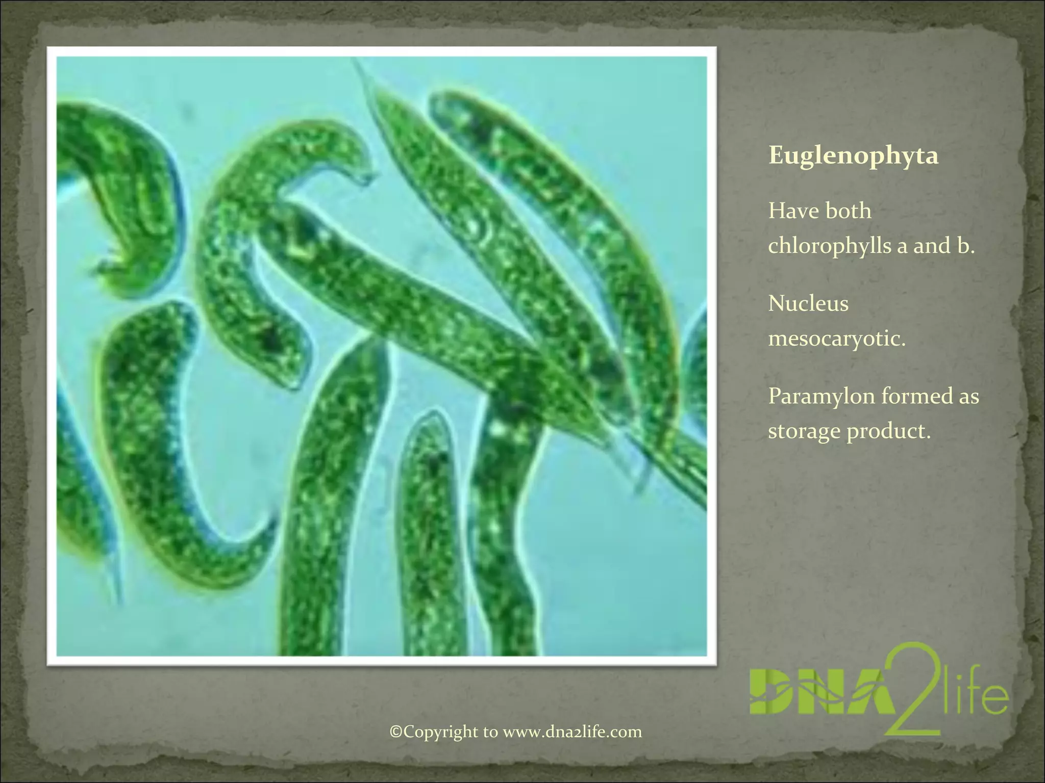 Euglenophyta
Have both
chlorophylls a and b.
Nucleus
mesocaryotic.
Paramylon formed as
storage product.
©Copyright to www.dna2life.com
 