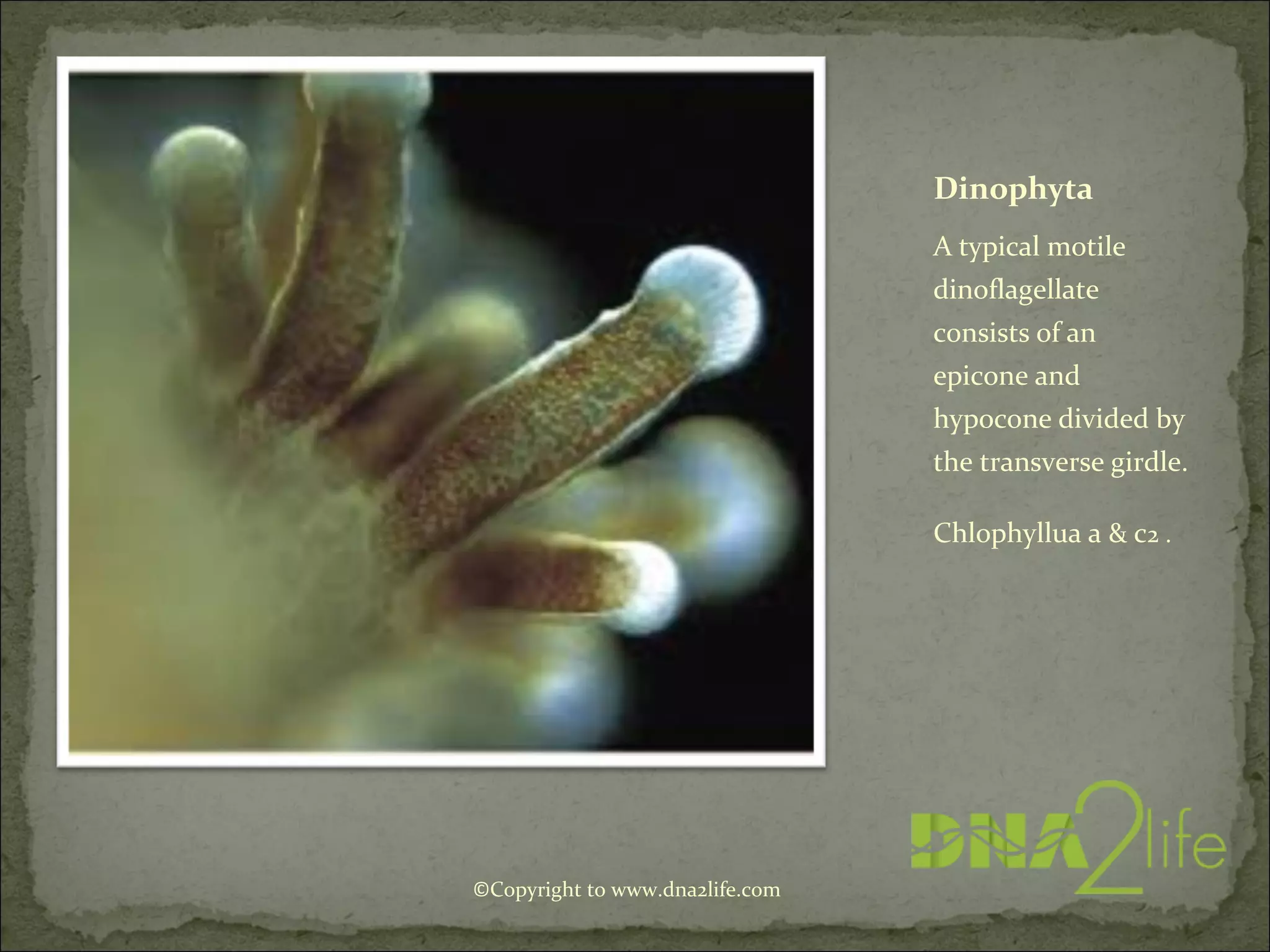 Dinophyta
A typical motile
dinoflagellate
consists of an
epicone and
hypocone divided by
the transverse girdle.
Chlophyllua a & c2 .
©Copyright to www.dna2life.com
 
