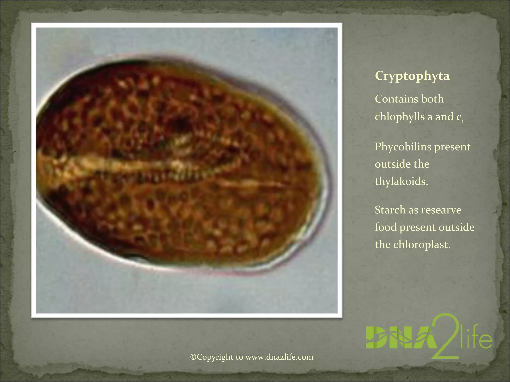 Cryptophyta
Contains both
chlophylls a and c2.
Phycobilins present
outside the
thylakoids.
Starch as researve
food present outside
the chloroplast.
©Copyright to www.dna2life.com
 