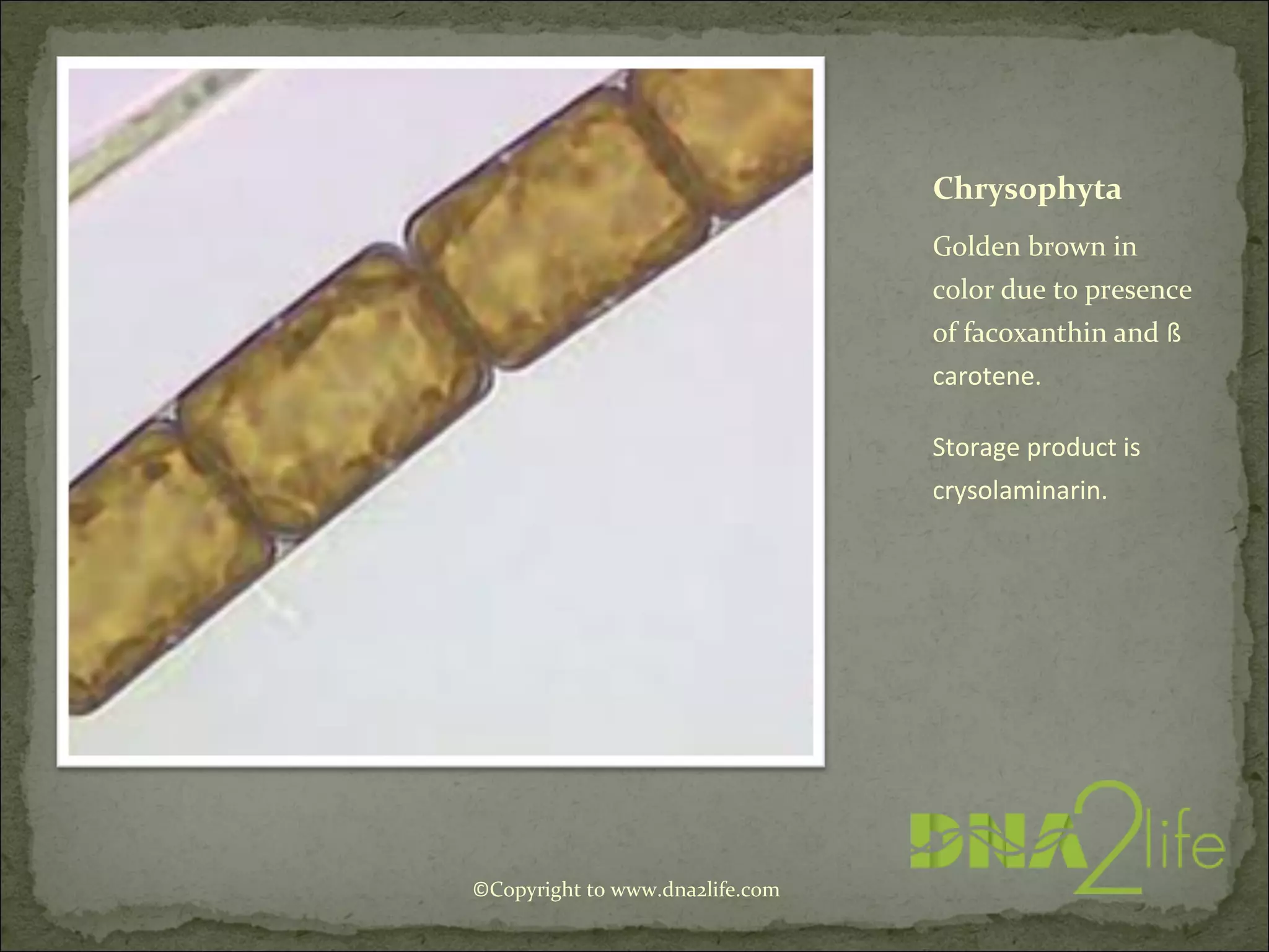 Chrysophyta
Golden brown in
color due to presence
of facoxanthin and ß
carotene.
Storage product is
crysolaminarin.
©Copyright to www.dna2life.com
 