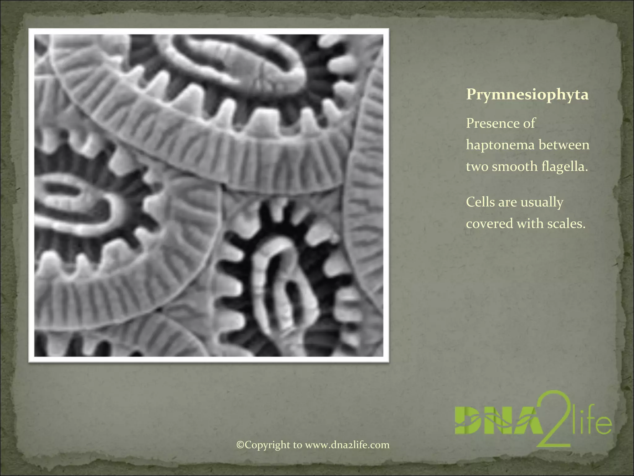Prymnesiophyta
Presence of
haptonema between
two smooth flagella.
Cells are usually
covered with scales.
©Copyright to www.dna2life.com
 