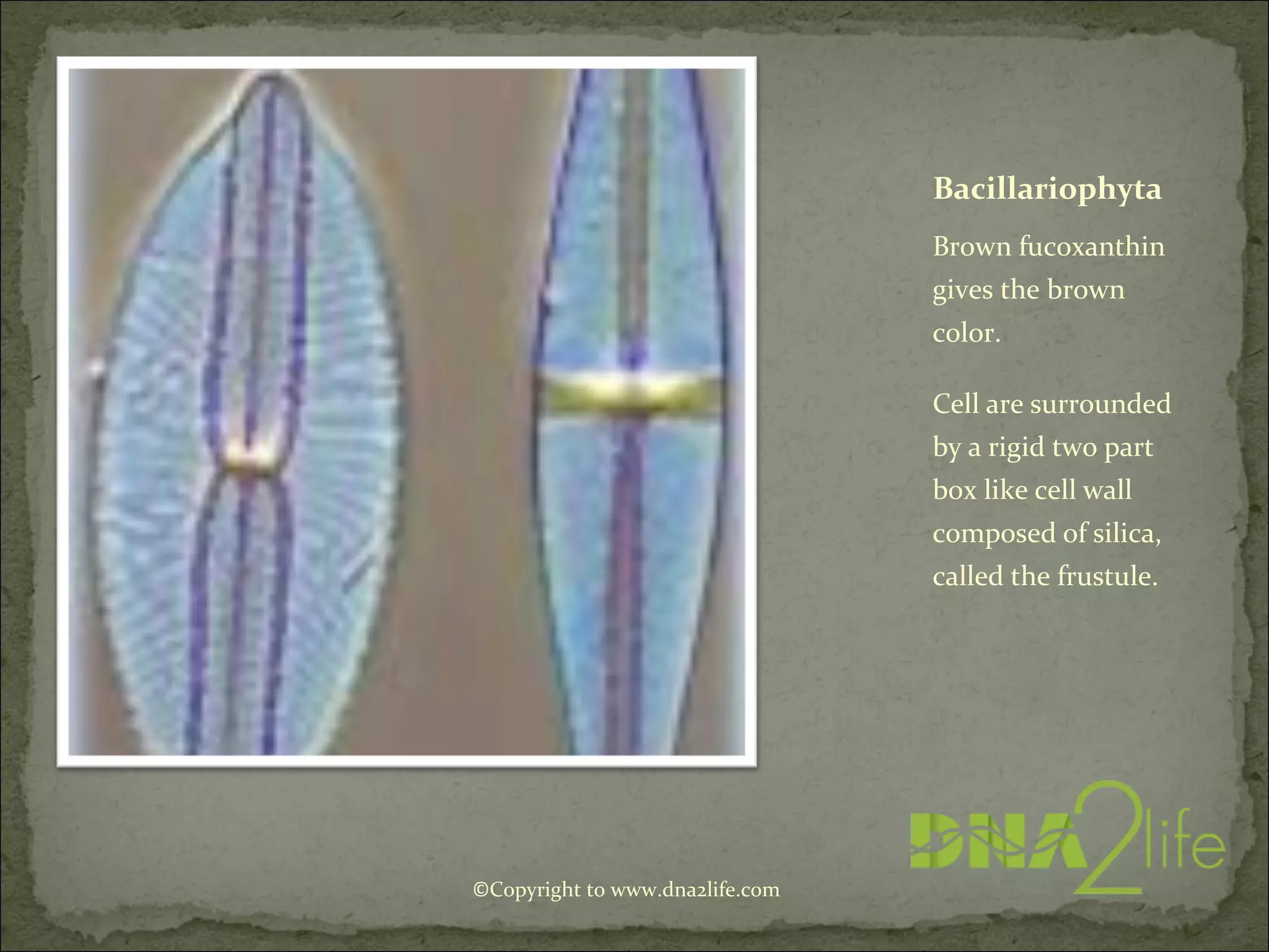 Bacillariophyta
Brown fucoxanthin
gives the brown
color.
Cell are surrounded
by a rigid two part
box like cell wall
composed of silica,
called the frustule.
©Copyright to www.dna2life.com
 