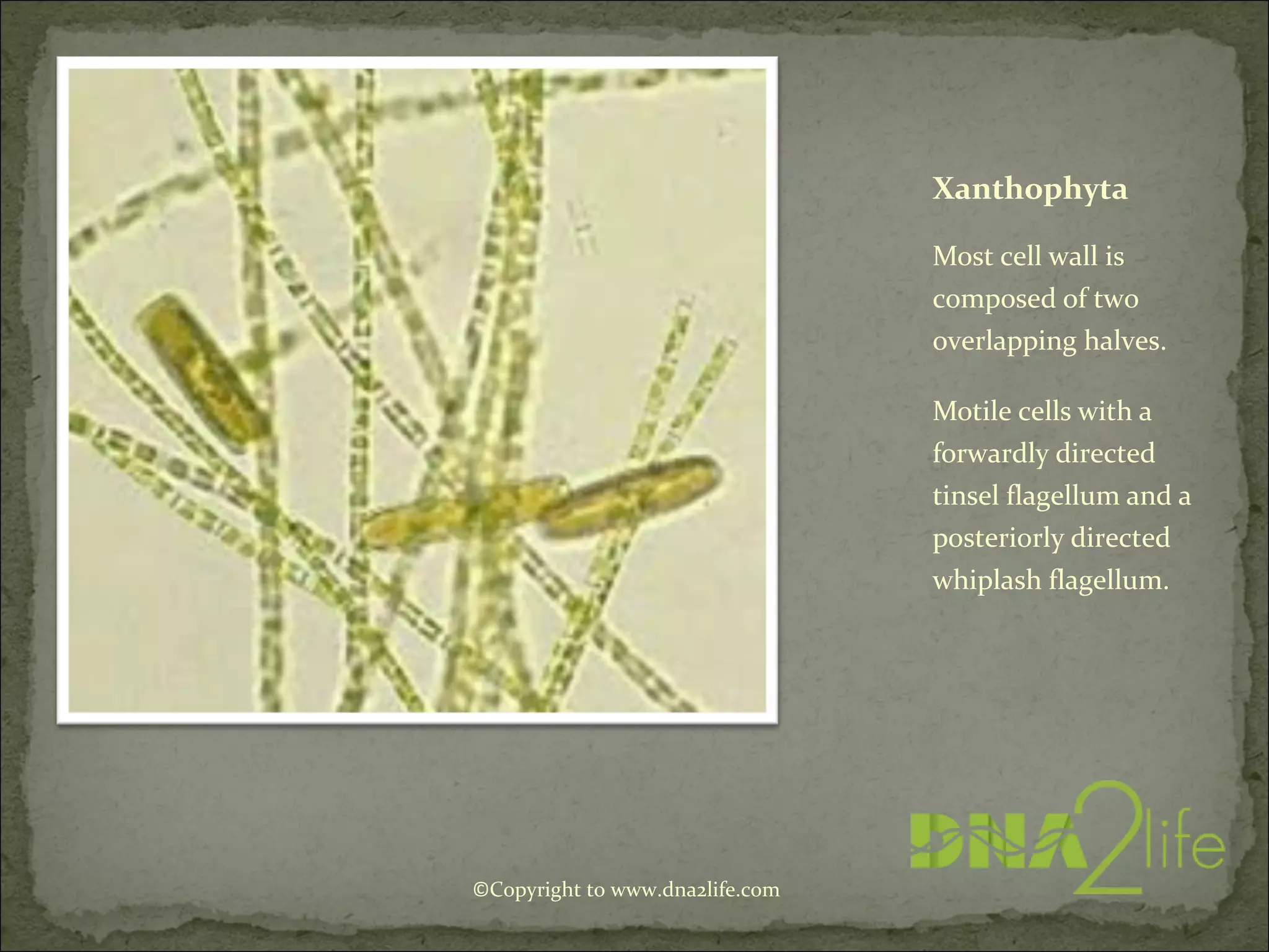 Xanthophyta
Most cell wall is
composed of two
overlapping halves.
Motile cells with a
forwardly directed
tinsel flagellum and a
posteriorly directed
whiplash flagellum.
©Copyright to www.dna2life.com
 