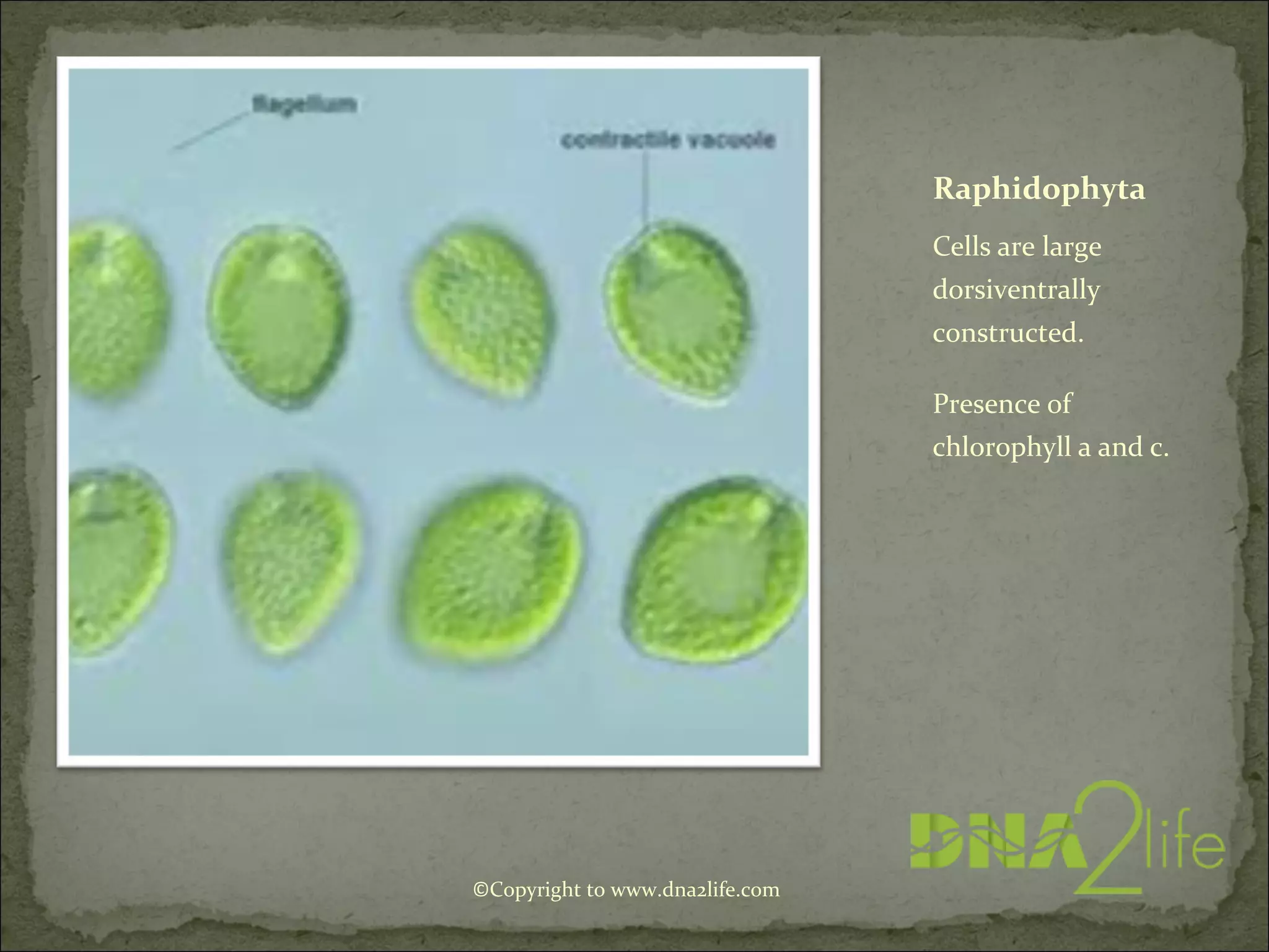 Raphidophyta
Cells are large
dorsiventrally
constructed.
Presence of
chlorophyll a and c.
©Copyright to www.dna2life.com
 
