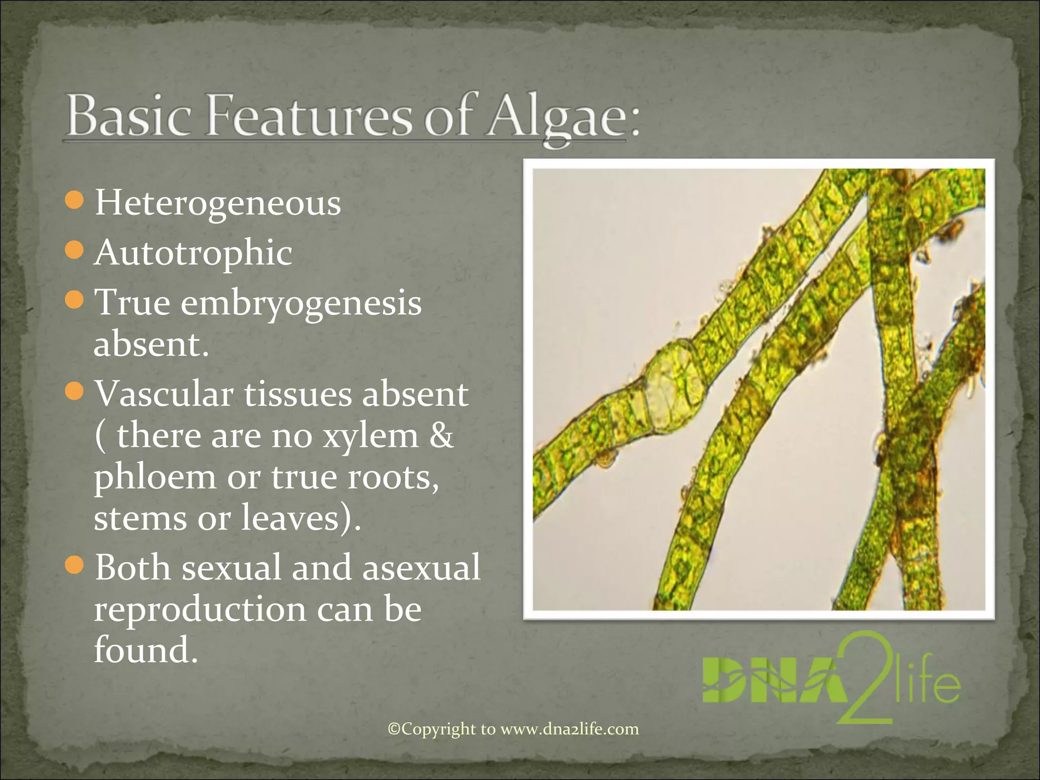 ©Copyright to www.dna2life.com
Heterogeneous
Autotrophic
True embryogenesis
absent.
Vascular tissues absent
( there are no xylem &
phloem or true roots,
stems or leaves).
Both sexual and asexual
reproduction can be
found.
 