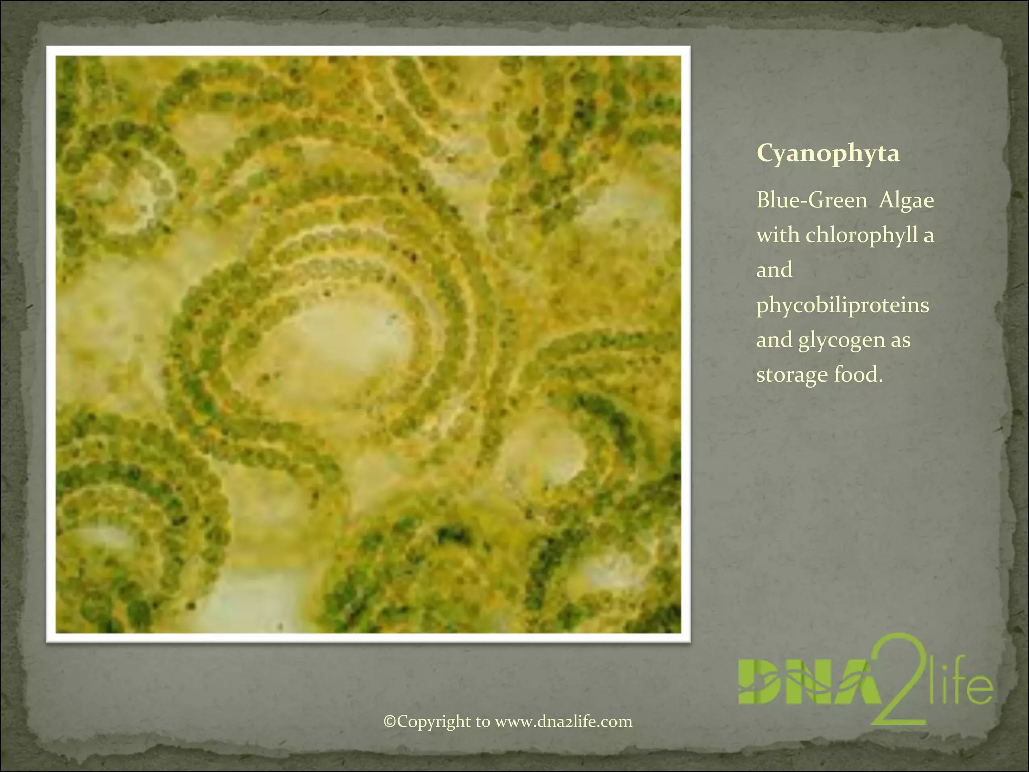 Cyanophyta
Blue-Green Algae
with chlorophyll a
and
phycobiliproteins
and glycogen as
storage food.
©Copyright to www.dna2life.com
 