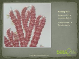 Rhodophyta
Presence of both
chlorophyll a & b.
Storage product is
floridian starch.
©Copyright to www.dna2life.com
 